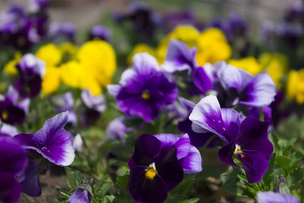 The flower of Viola. Flower of a pansy close-up