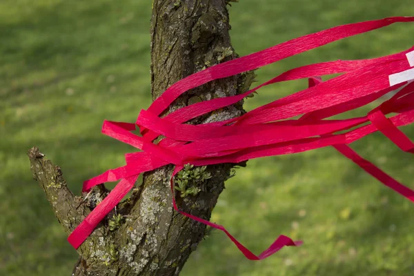 Rote Bänder Baum Entwickeln Sich Wind — Stockfoto