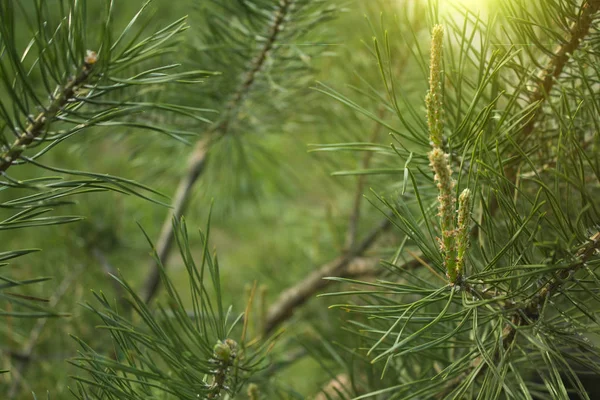 Fond Vert Tendre Branches Pin Rayon Soleil — Photo