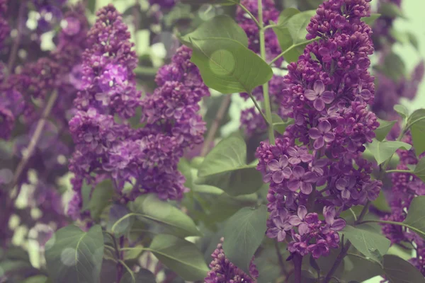 gentle background of spring flowers of lilac