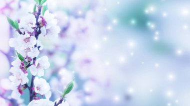 Metnin altında fotokopi alanı olan narin çiçek arkaplanı. Bahar çiçekleriyle bulanık bir arkaplan, Bokeh. İlk çiçek dalları yakın plan.