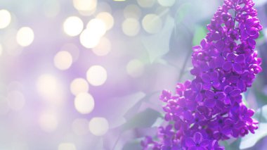 Zarif çiçek arkaplanı. Bahar çiçekleriyle bulanık bir arkaplan, Bokeh. Leylak demeti yakın plan.