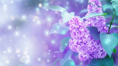 Zarif çiçek arkaplanı. Bahar çiçekleriyle bulanık bir arkaplan, Bokeh. Leylak demeti yakın plan.
