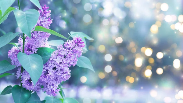 Delicate Floral Background Blurred Background Spring Flowers Bokeh Bouquet Lilac — Stock Photo, Image