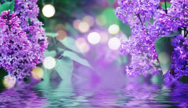 Bahar leylak çiçekleri yakın plan. Suda yansıma. Bokeh ile soyut çiçek arkaplanı aydınlat