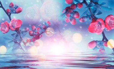 İlk bahar çiçekleri yakın plan. Suda yansıma. Bokeh ile soyut çiçek arkaplanı aydınlat