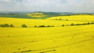 Hava uçuş sarı çiçek açan üzerinde kolza tohumu alan. Havadan görünümü ile arka plan mavi gökyüzü ve bulutlar. İtalya, Tuscany