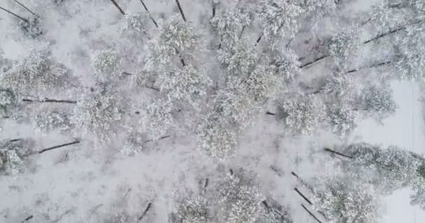 Voo Aéreo Diretamente Acima Floresta Inverno Norte País — Vídeo de Stock