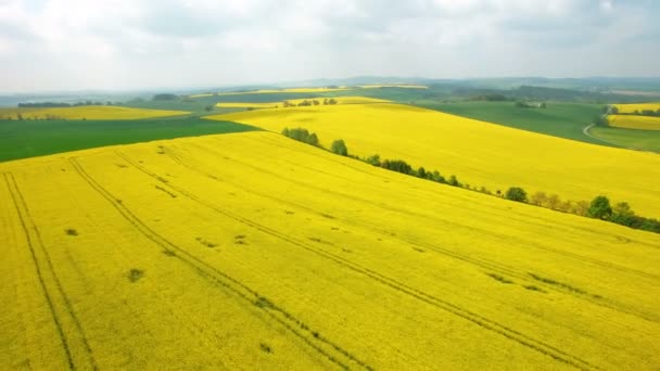 Aerial Flight Blooming Yellow Rapeseed Field Aerial View Background Blue — Stock Video