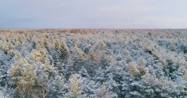 在北方的圣诞节 在冬季松树林上空飞行 森林覆盖着积雪 — 图库视频影像