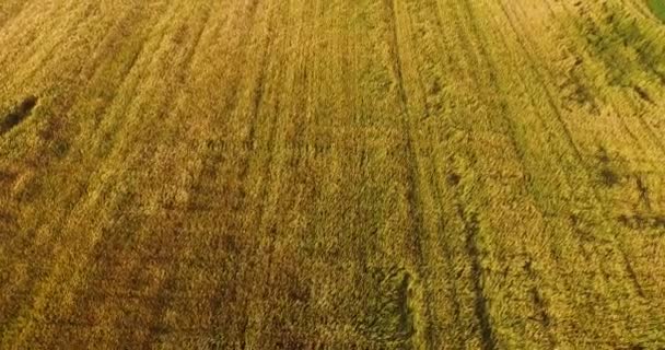 イタリア トスカーナの夕日の麦畑で空中飛行 — ストック動画