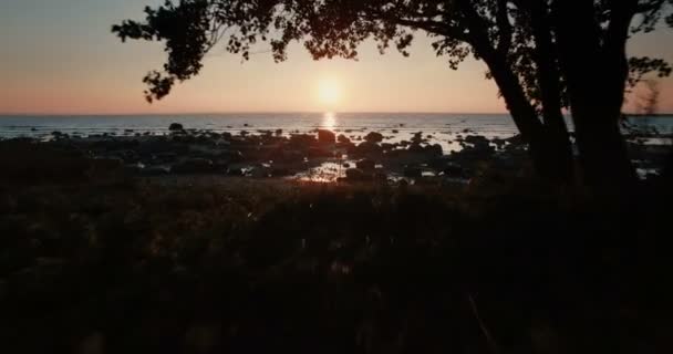 Vuelo Aéreo Bajo Las Ramas Árbol Hacia Mar Con Vistas — Vídeos de Stock