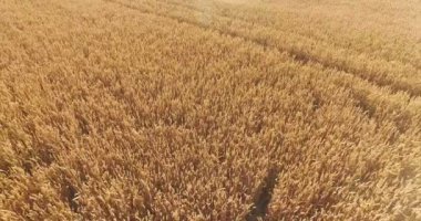 Kırsal kesimde whead alanıyla sunlights güneşli günde hava görünümünü. 5 in 1 paketi.