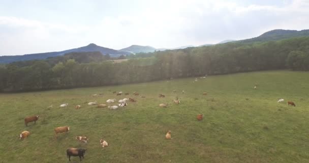 Vue aérienne du pâturage avec des vaches qui paissent à la campagne sur un pré par une journée ensoleillée .