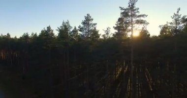 Güneş batımında bir çam ormandaki ağaçlar üzerinde havadan görünümü.