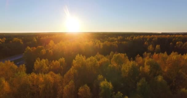 Воздушная Панорама Золотых Смешанных Лиственных Пород Вечером Закате — стоковое видео