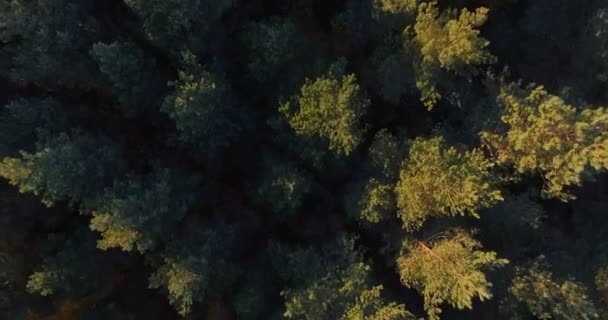 Bir Düz Bir Karışık Sert Hava Görünümünü Aşağı Kozalaklı Orman — Stok video