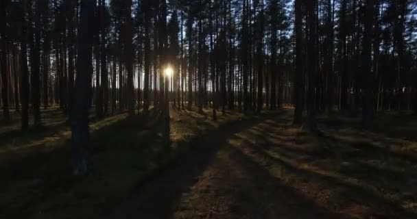 Letecký Pohled Slunce Prosvítající Mezi Stromy Borovém Lese Při Západu — Stock video