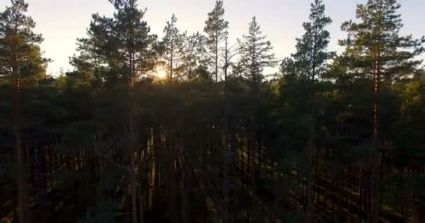 Εναέρια Άποψη Του Ήλιου Πάνω Από Δέντρα Ένα Πευκόφυτο Δάσος — Αρχείο Βίντεο