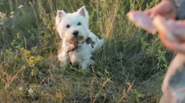 Küçük bir kız bir sandviç yarısı onun elinde tutan ve bir köpek besleme. Yakın çekim çocuk el ile bir sandviç ve bir küçük köpek. Gün batımı. Ağır çekim.