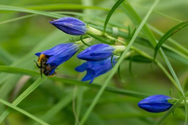 Bumblebee mavi çiçek geliyor