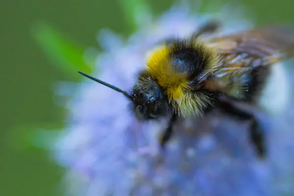 Шмель Голубом Цветке Собирает Пыльцу Закрыть — стоковое фото