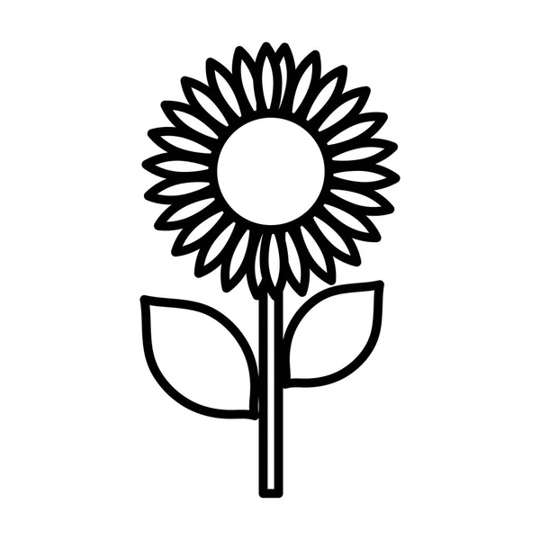 Sunflower nature delicate decoration icon thick line — Stock Vector