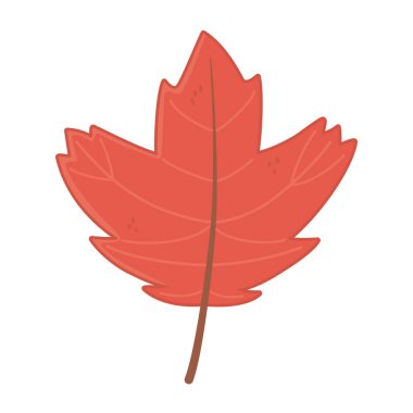 maple natural leaf foliage autumn on white background