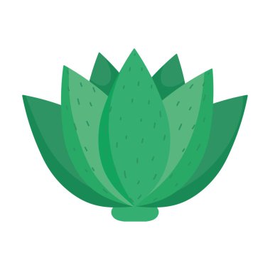Meksika damıtılmış tekila ikonu için agave bitkisi