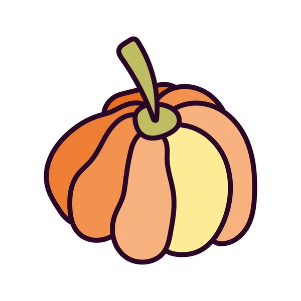 Pumpkin vegetable harvest on white background — Vector de stock