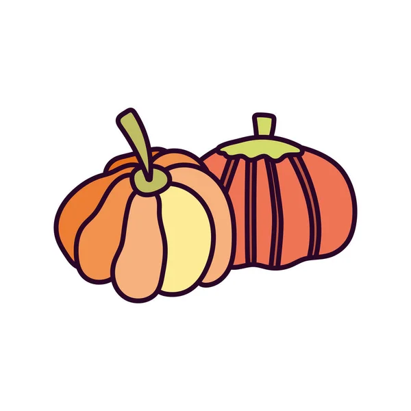 Pumpkin vegetable harvest on white background — 스톡 벡터