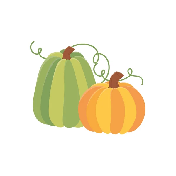 Green and yellow pumpkins vegetables fresh — стоковый вектор