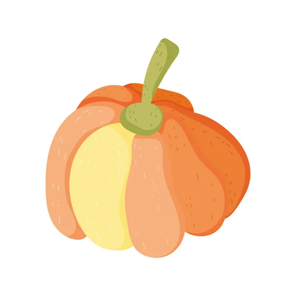 Pumpkin vegetable harvest on white background — Stock Vector