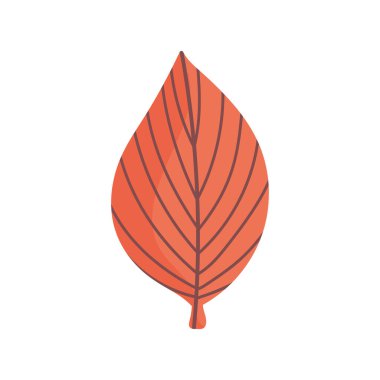 leaf foliage nature on white background