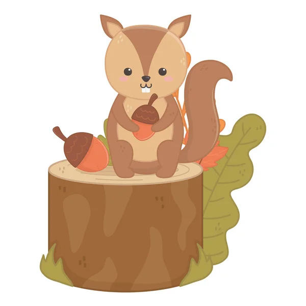 Cute squirrel with acorns stump foliage autumn — 스톡 벡터