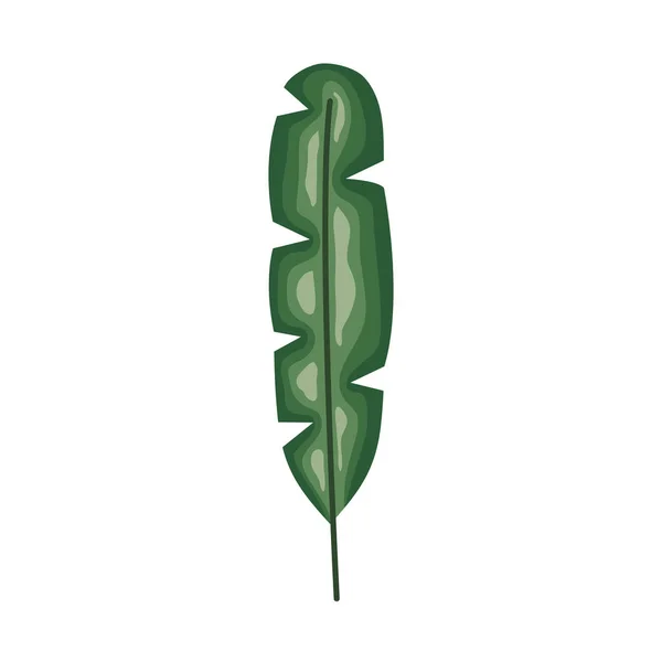 Plante à feuilles exotiques et tropicales — Image vectorielle