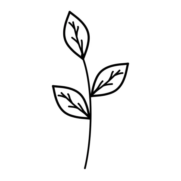 Гілка з листям рослини сад — стоковий вектор