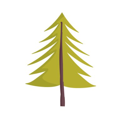 pine tree botanical autumn on white background