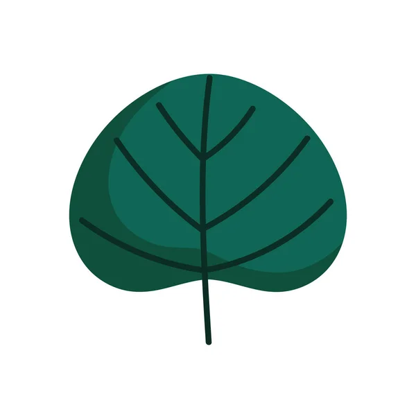 Leaf foliage botanical nature icon design — Vettoriale Stock