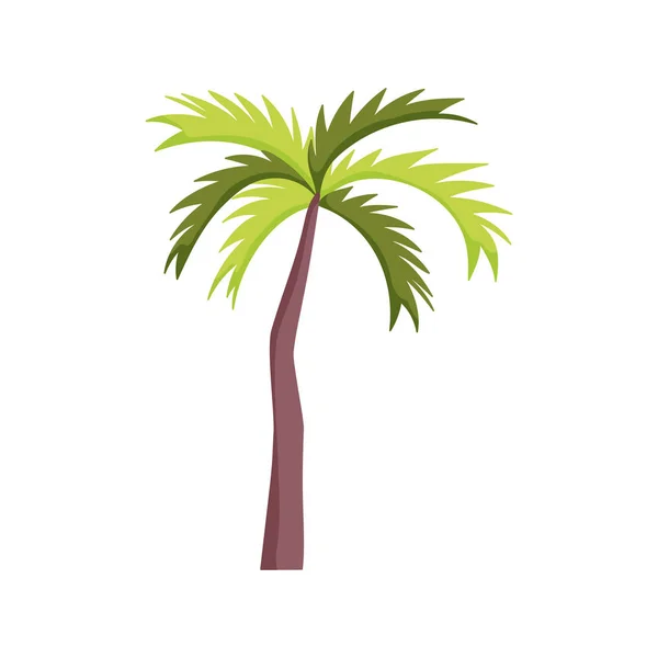 Palmeira tropical sobre fundo branco — Vetor de Stock