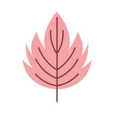 maple natural leaf foliage autumn on white background