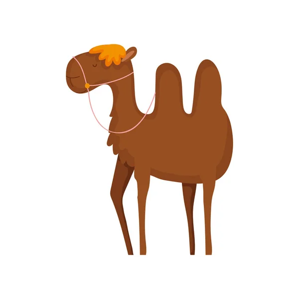 Camel desert animal cartoon on white background — Vector de stock