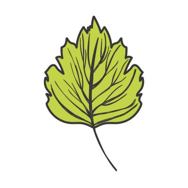 natural leaf foliage autumn on white background