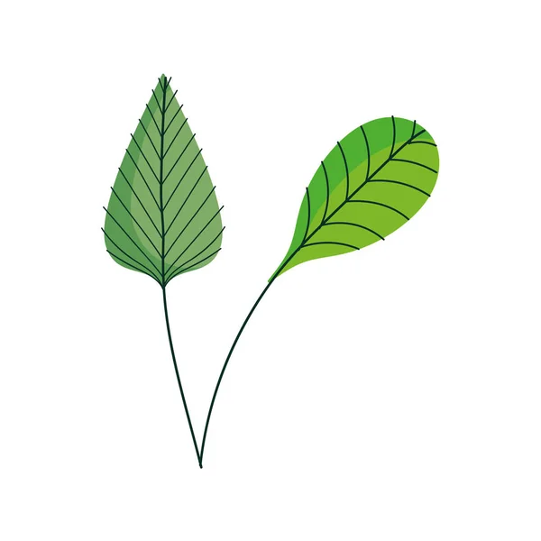 Leaves foliage narute decoration organic icon — 图库矢量图片