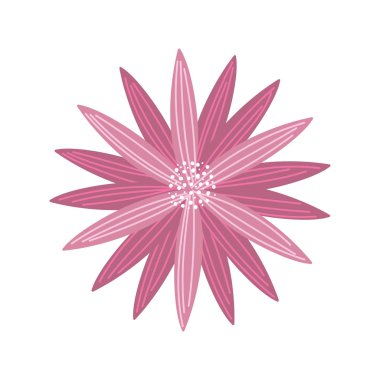 pink flower decoration nature on white background