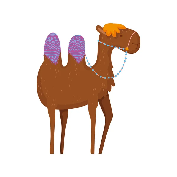 Camel desert animal cartoon on white background — Stock Vector