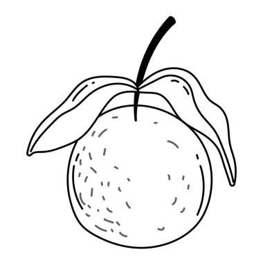 İzole portakal meyve vektör tasarımı