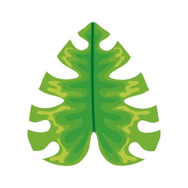 egzotik ve tropikal yaprak bitki