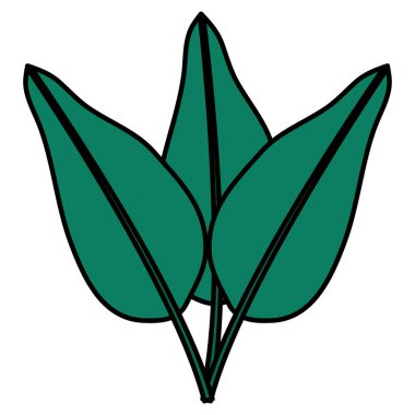 exotic and tropical leafs plant decoration