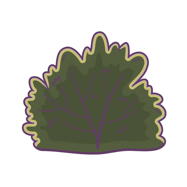 Bush follaje botánico de la naturaleza — Vector de stock